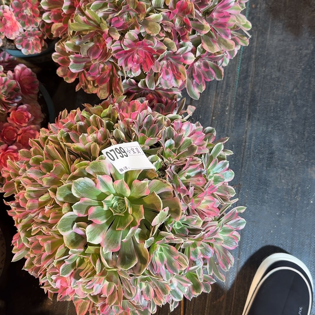 海***娟0798➕0799多肉男神多肉