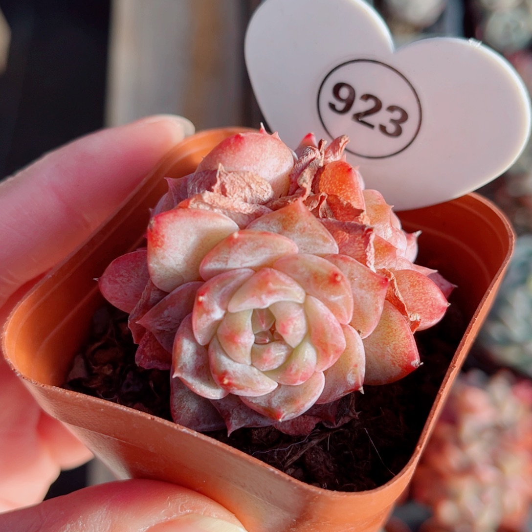 923号小老桩糖心群