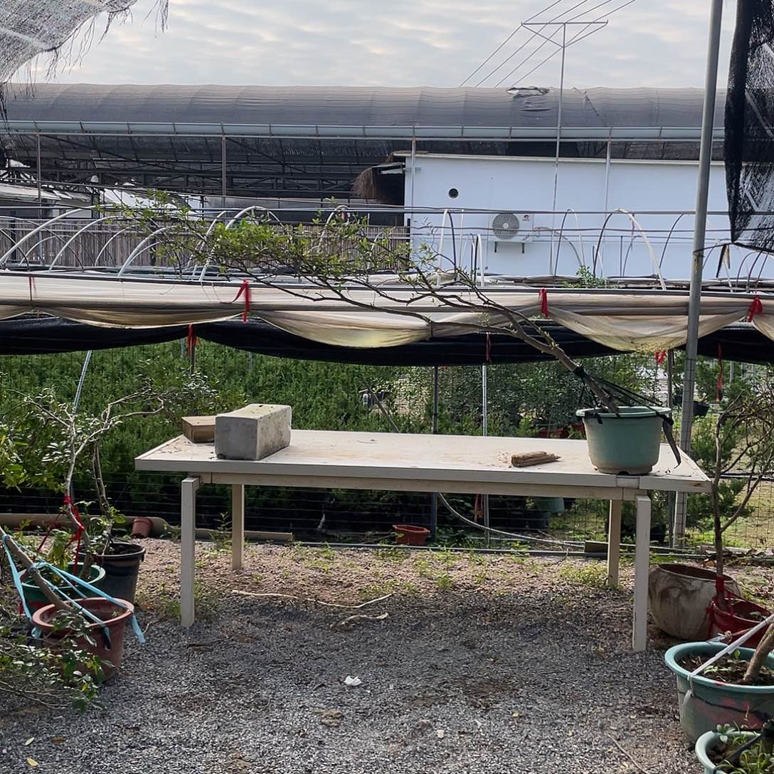 无花朵海岛栀子花一树花景