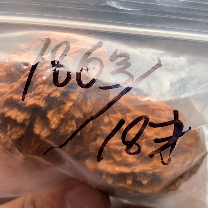文玩核桃把件石**吖野生霸王龙