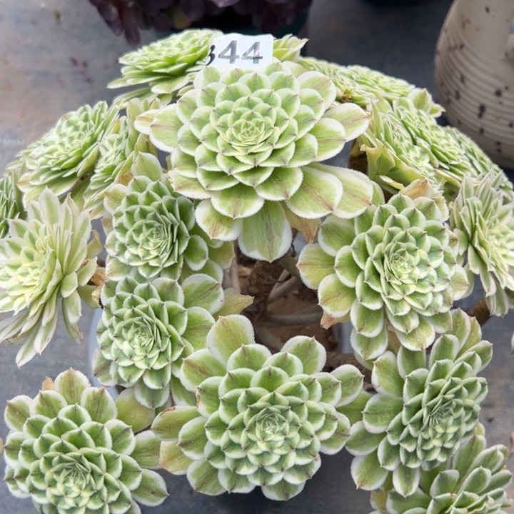 344碧浪35厘米左右