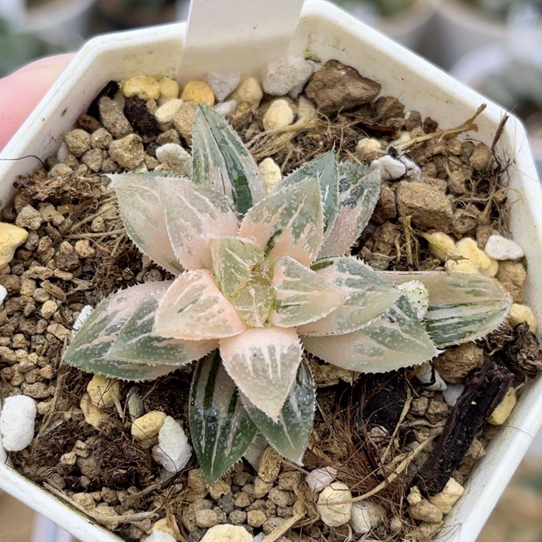 198糊斑趋势冰砂糖锦福利专场