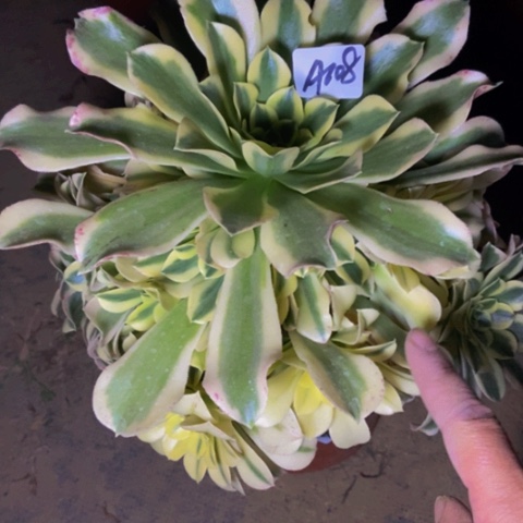 绿豆沙多肉植物108多肉不包断