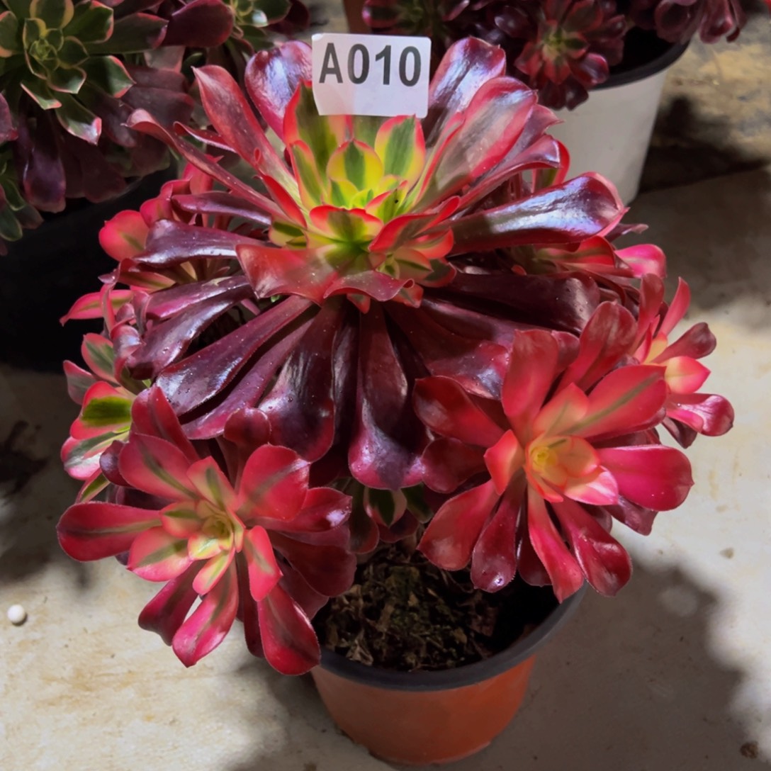 小***4法师多肉植物美杜莎010