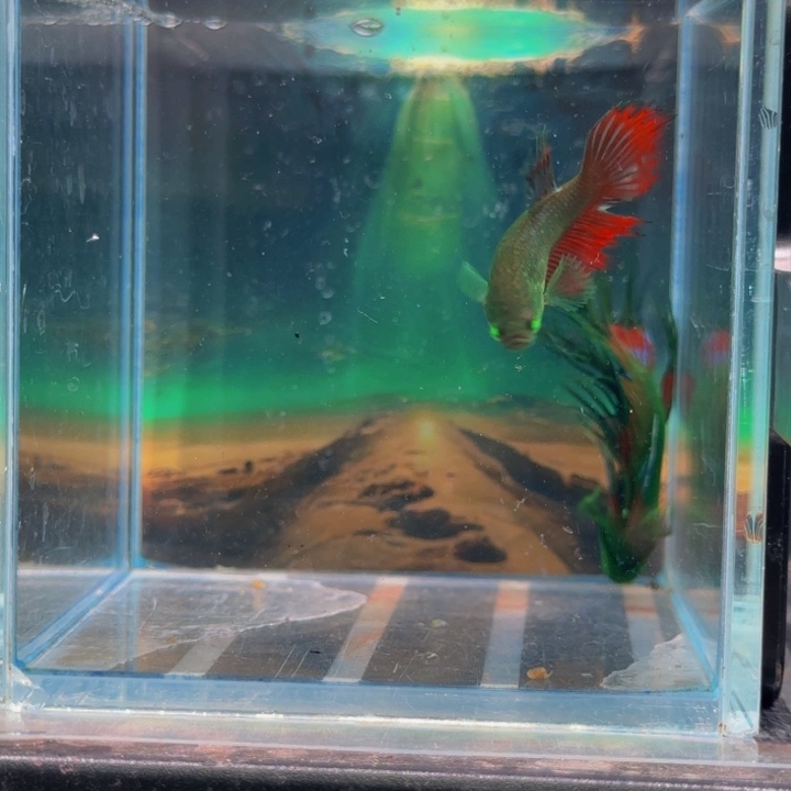 斗鱼所有我爱自己才好