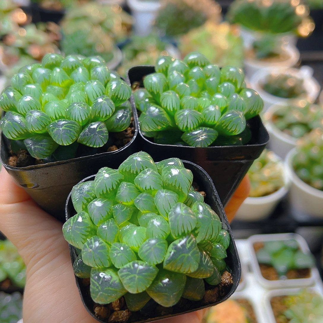 三盆糯肌玉露多肉多肉多肉