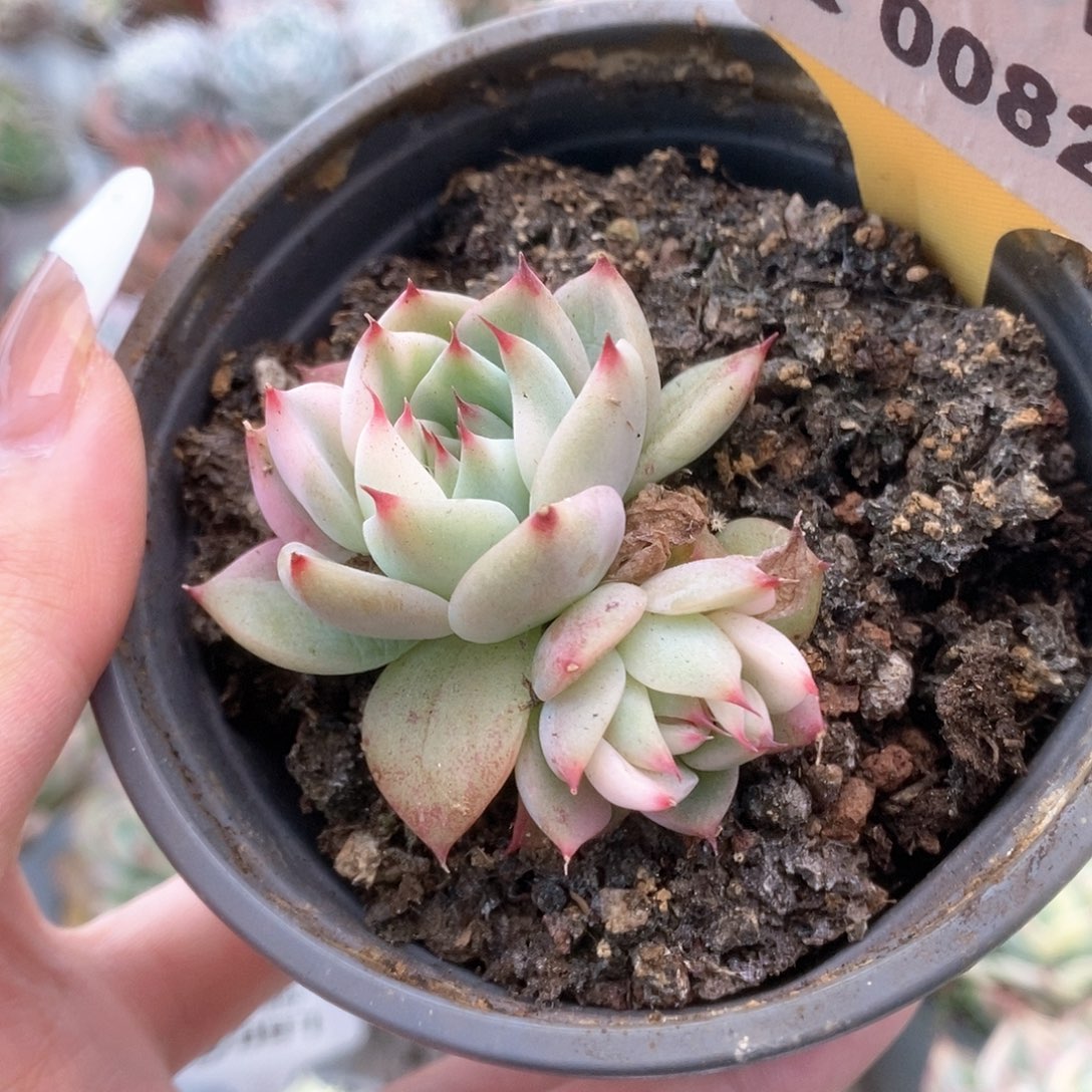 082锦锦锦锦锦锦锦