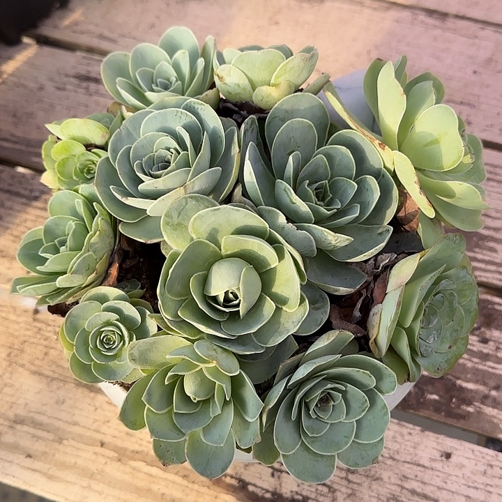 山地玫瑰12颗5cm左右，不带盆，2号量拍