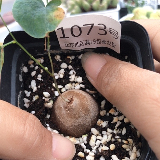 1073，2.6厘米龟甲龙包邮