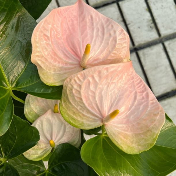 切花品种【140盆-超大粉掌】四季开花鸿运当头