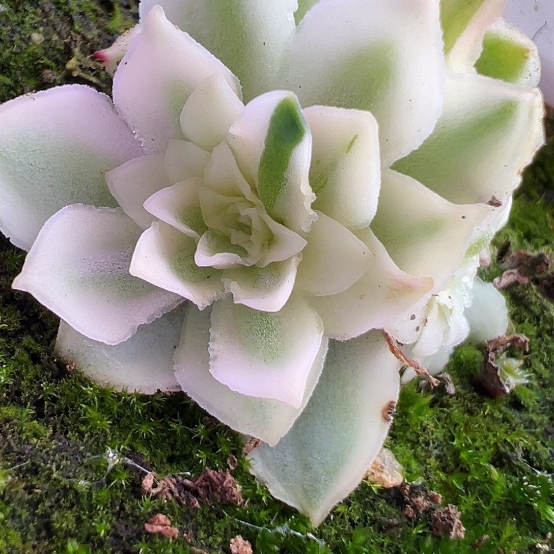 山地玫瑰锦秋夕1515号