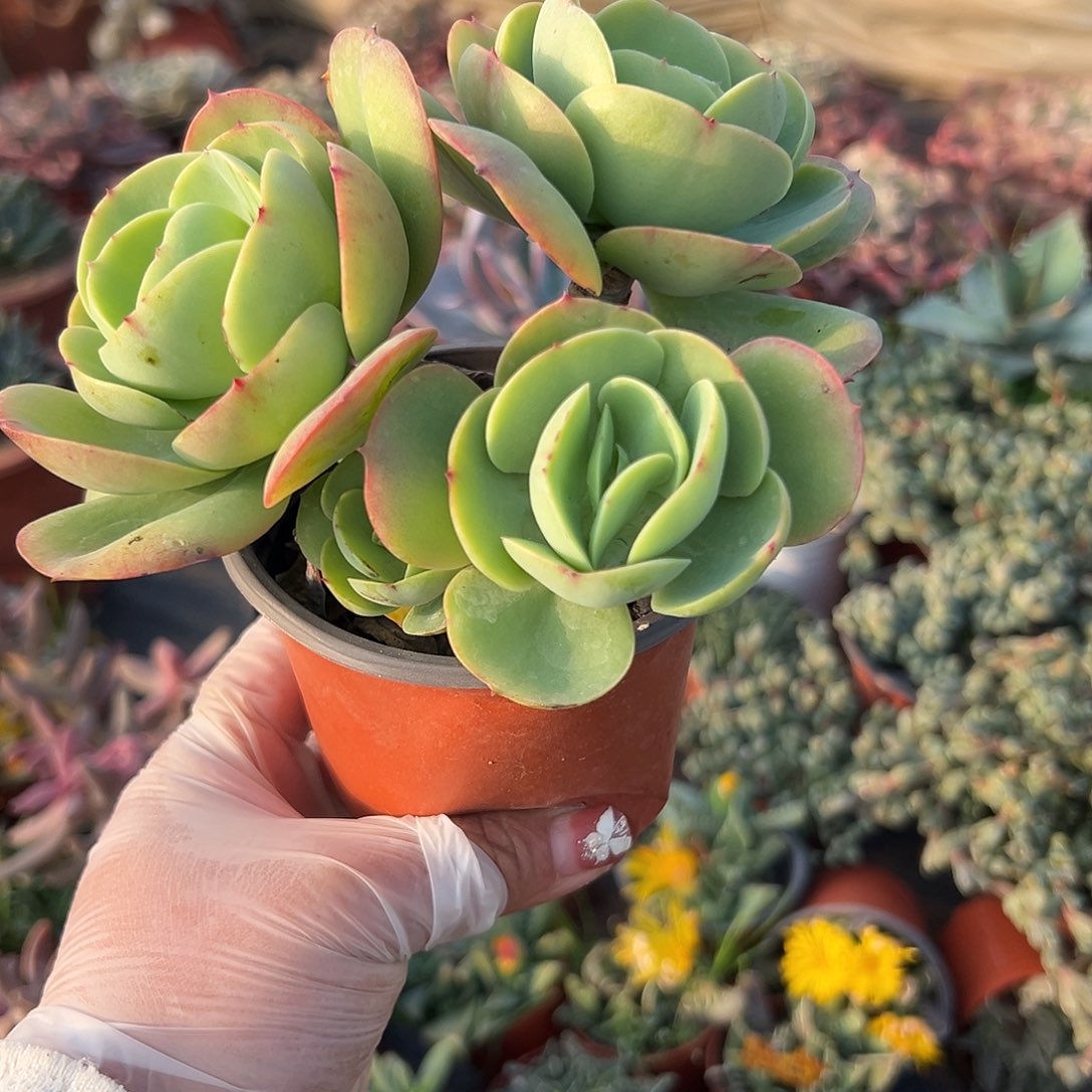 多肉植物多肉植物