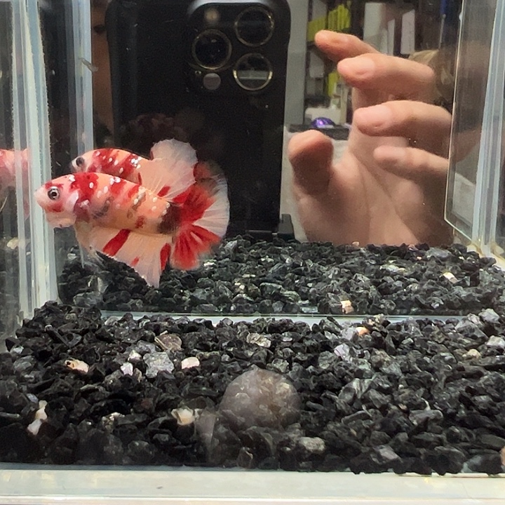 斗鱼跑单拉黑二十日76