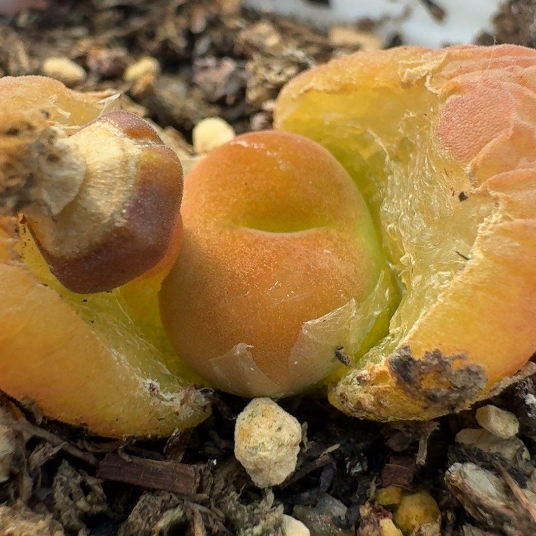 668水蜜桃带盆00000000000