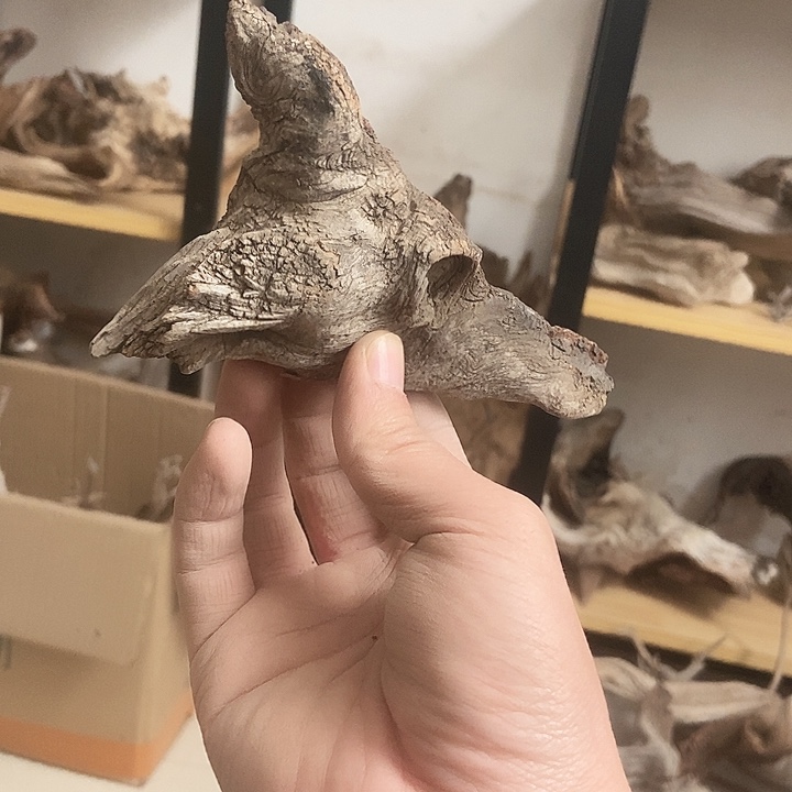 香榧木后***莫太行天下第一