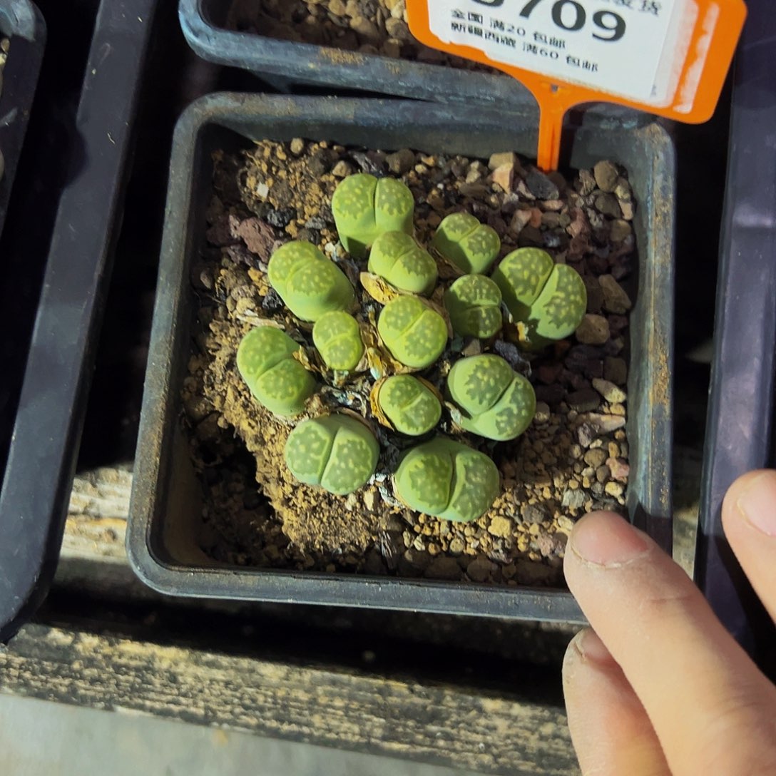 吴***樟709 一物一拍，默认有伤，介意勿拍，不退不换