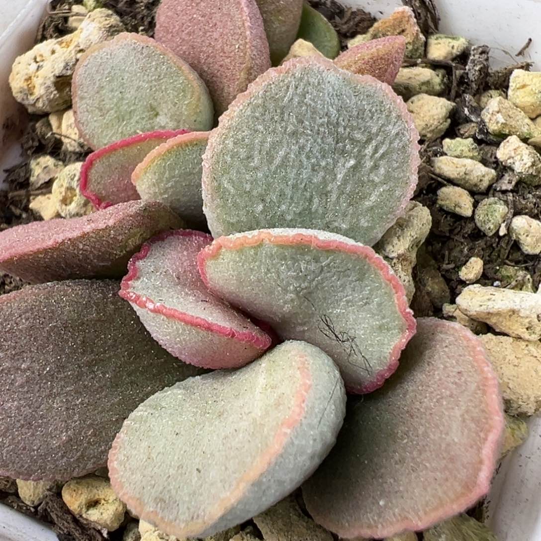 白月光大苗多肉植物水泡