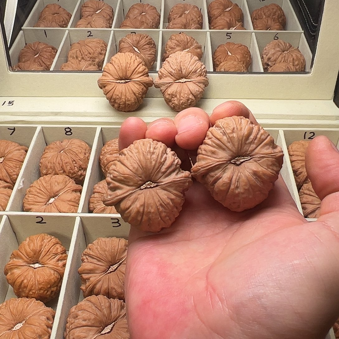 向****文玩核桃吊坠1109向阳