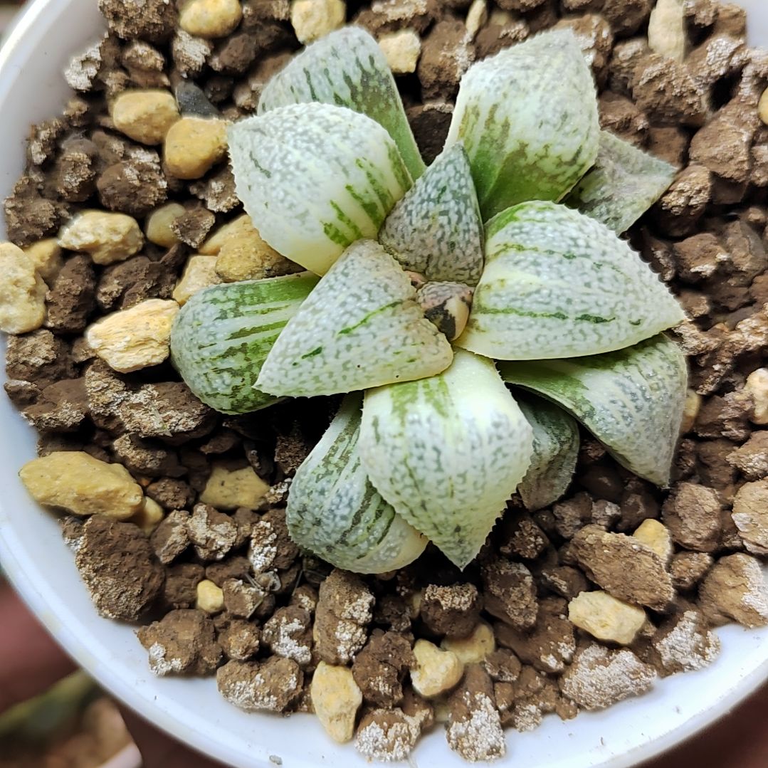 225号 大久保白银锦 5.5厘米左右一物一拍带盆