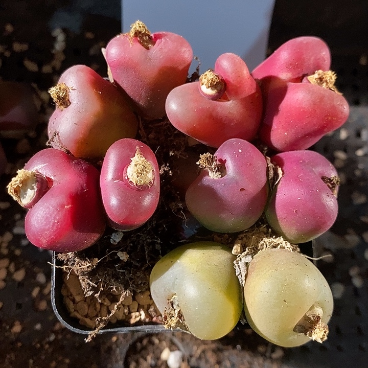 3334。  一组双头蟠桃。  