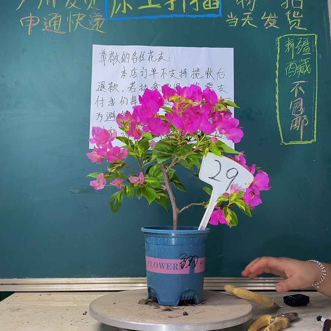 当前无花栽培后可以开花金心双色 29