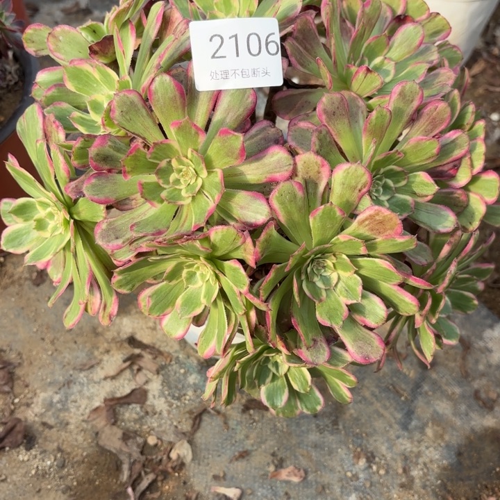 紫烟多肉处理不包断头2106