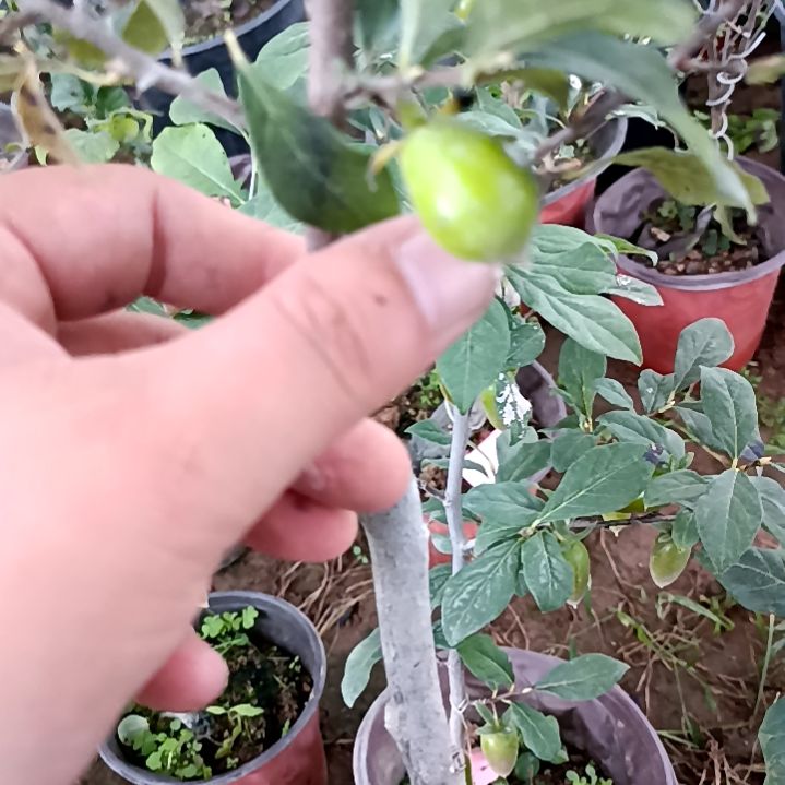 无花朵四季葫芦扦插