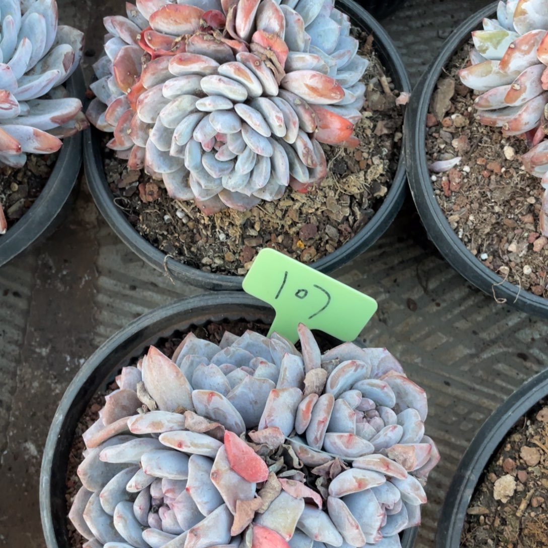 苏***蓝星影缀化多头群生107