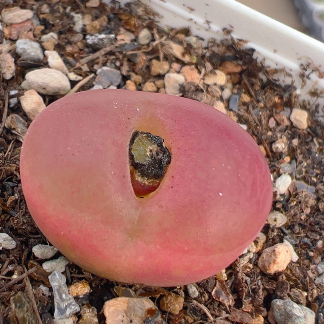 36多肉植物百科知识