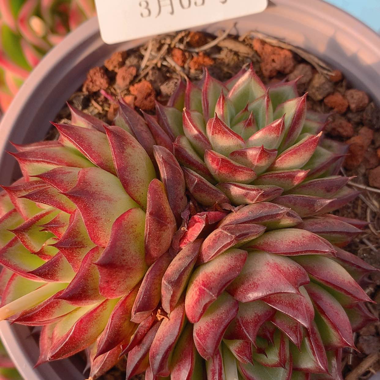 【闪购商品】云3175