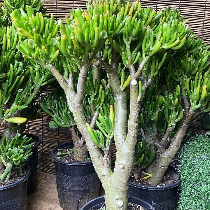 吸财树老桩一物一拍