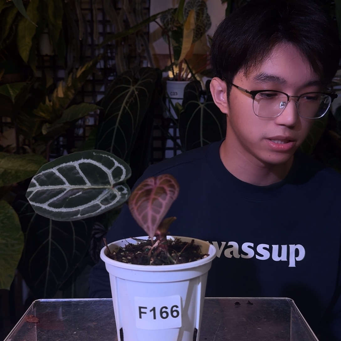 完全开放F166籽播米歇尔