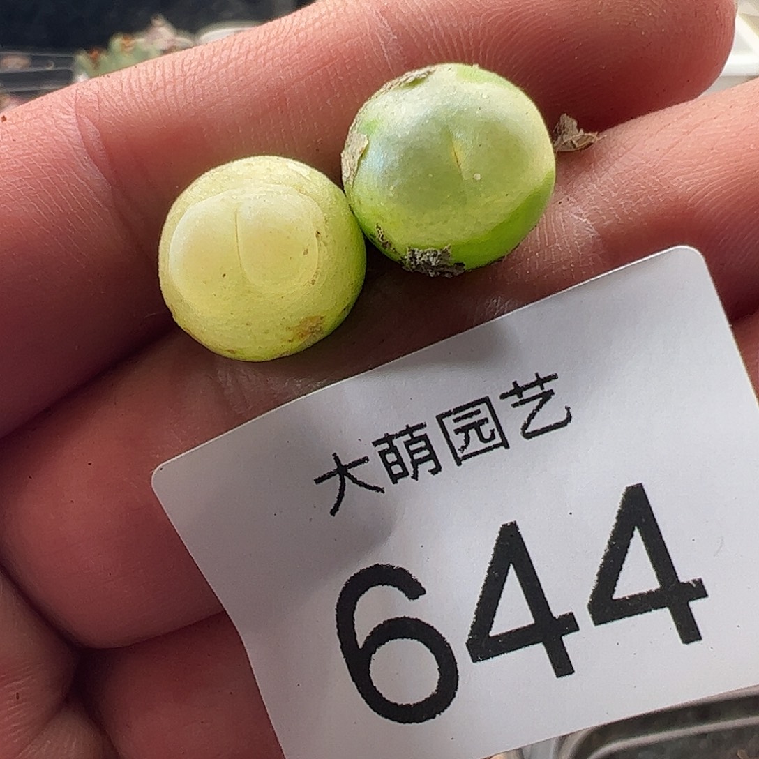 一物一拍。    644