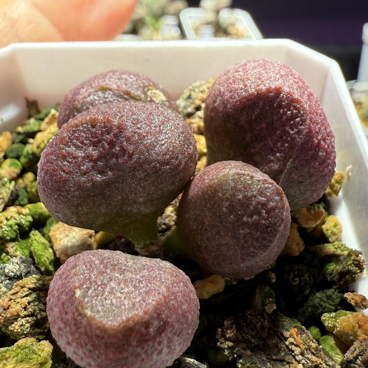 盲盒水泡，带盆发货满88包顺丰