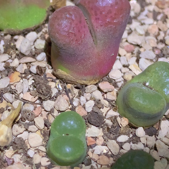 58885898899966999999