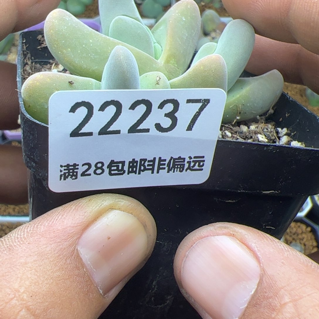 缘****）大家过年好22237