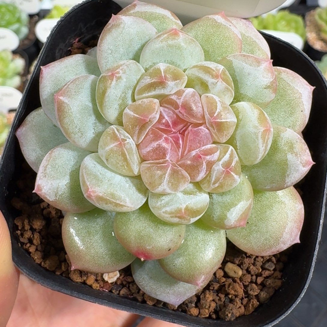 0909-24-紫色为尊单头