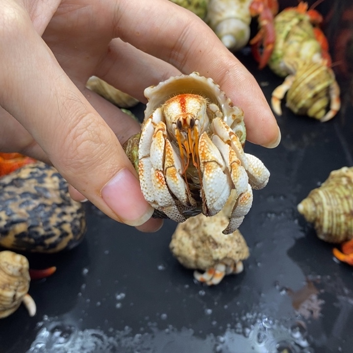 2.7口毛里求斯草莓