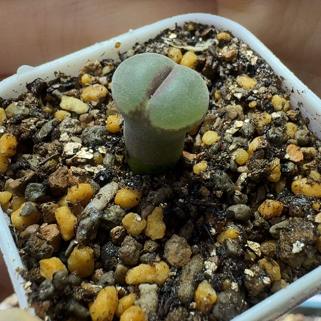 34号单头纽扣安格1