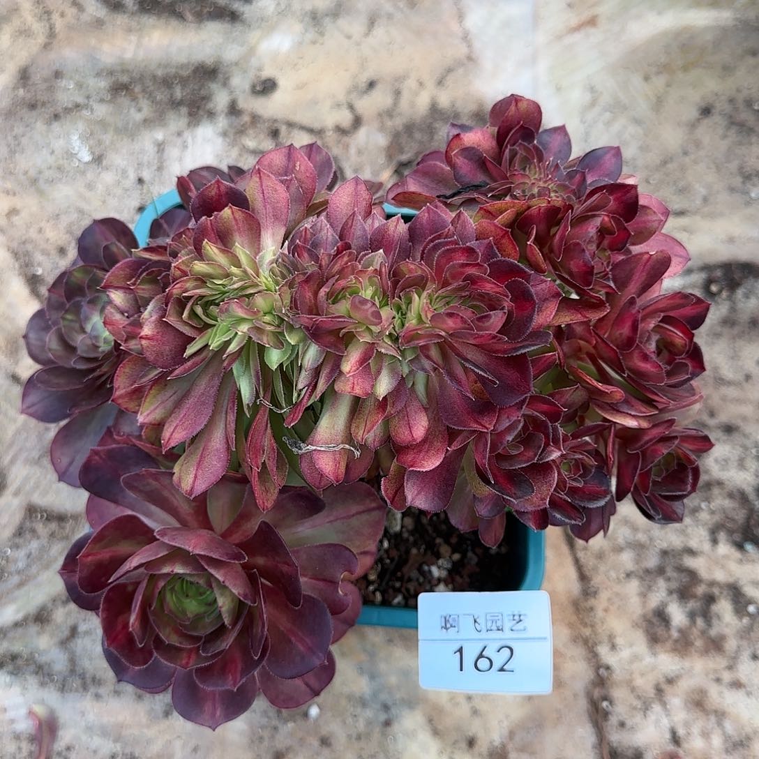 162多肉 抹茶缀法师