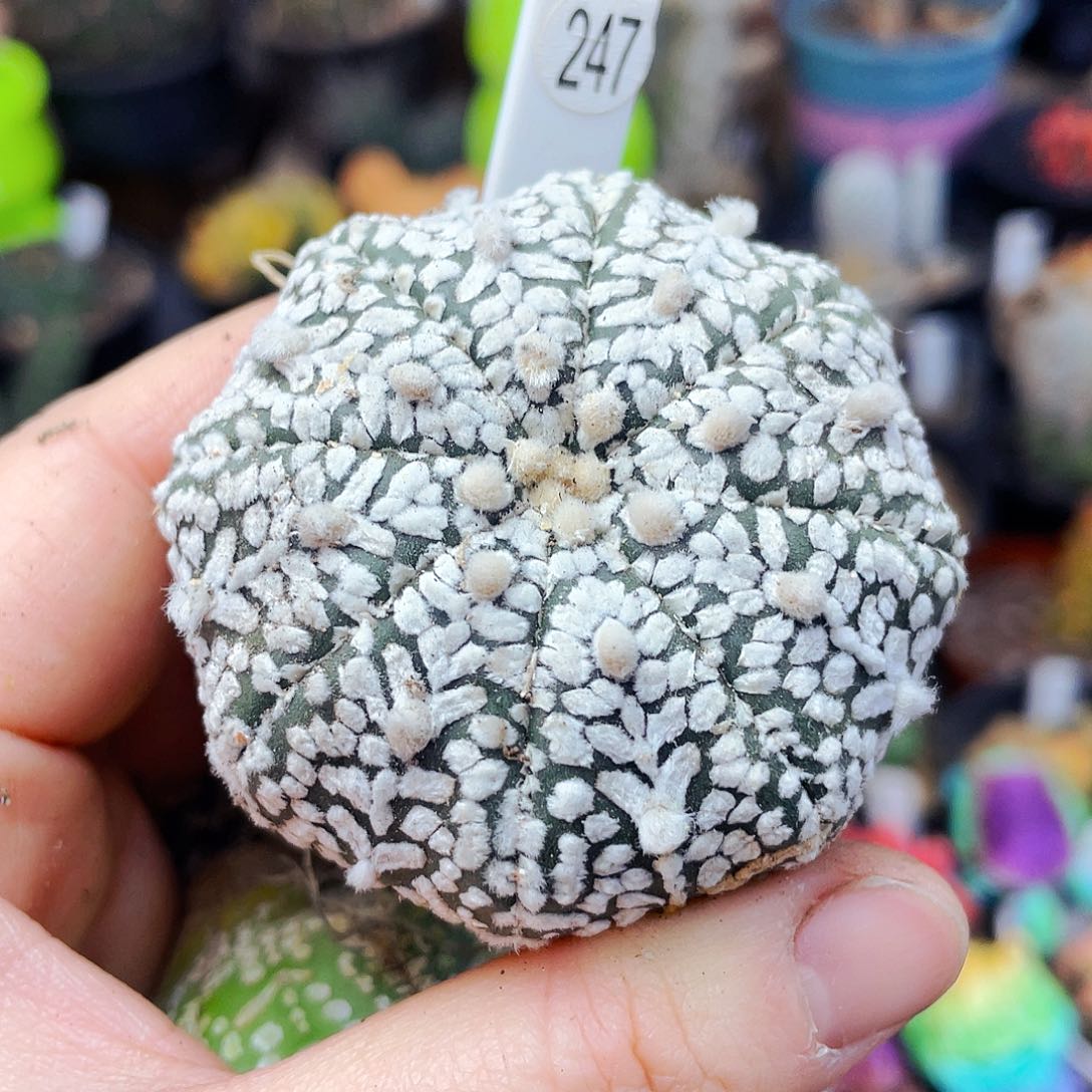 非偏远地区满25包邮仙人球