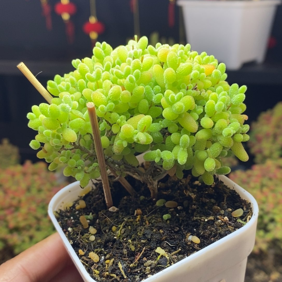 707号蜜橘糖球枝干多肉