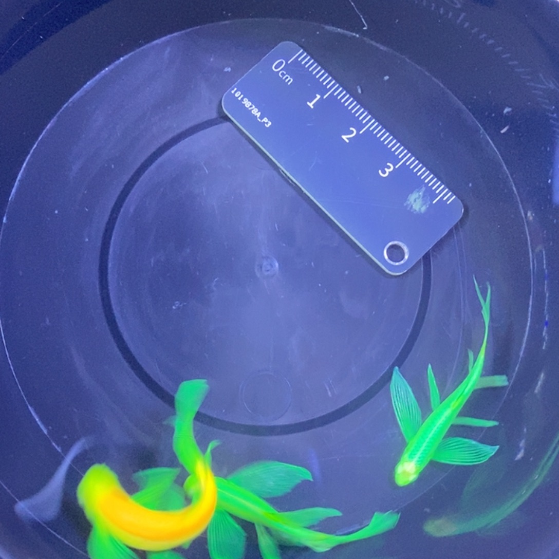 斑马鱼蝶翼斑马3.5-4厘米3条