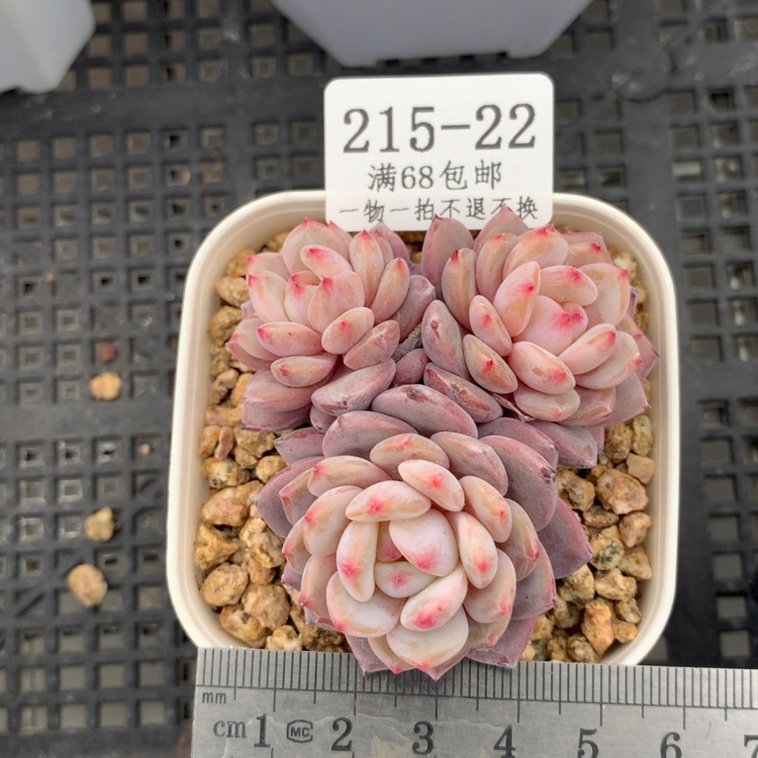 星星橙趴地老桩冠服5