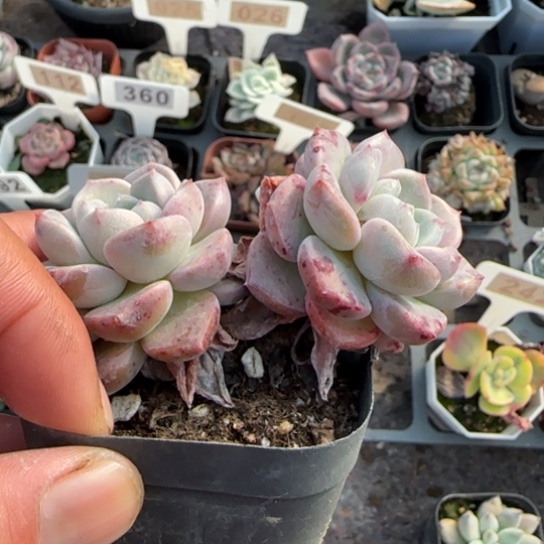 270粉斑点多肉植物多