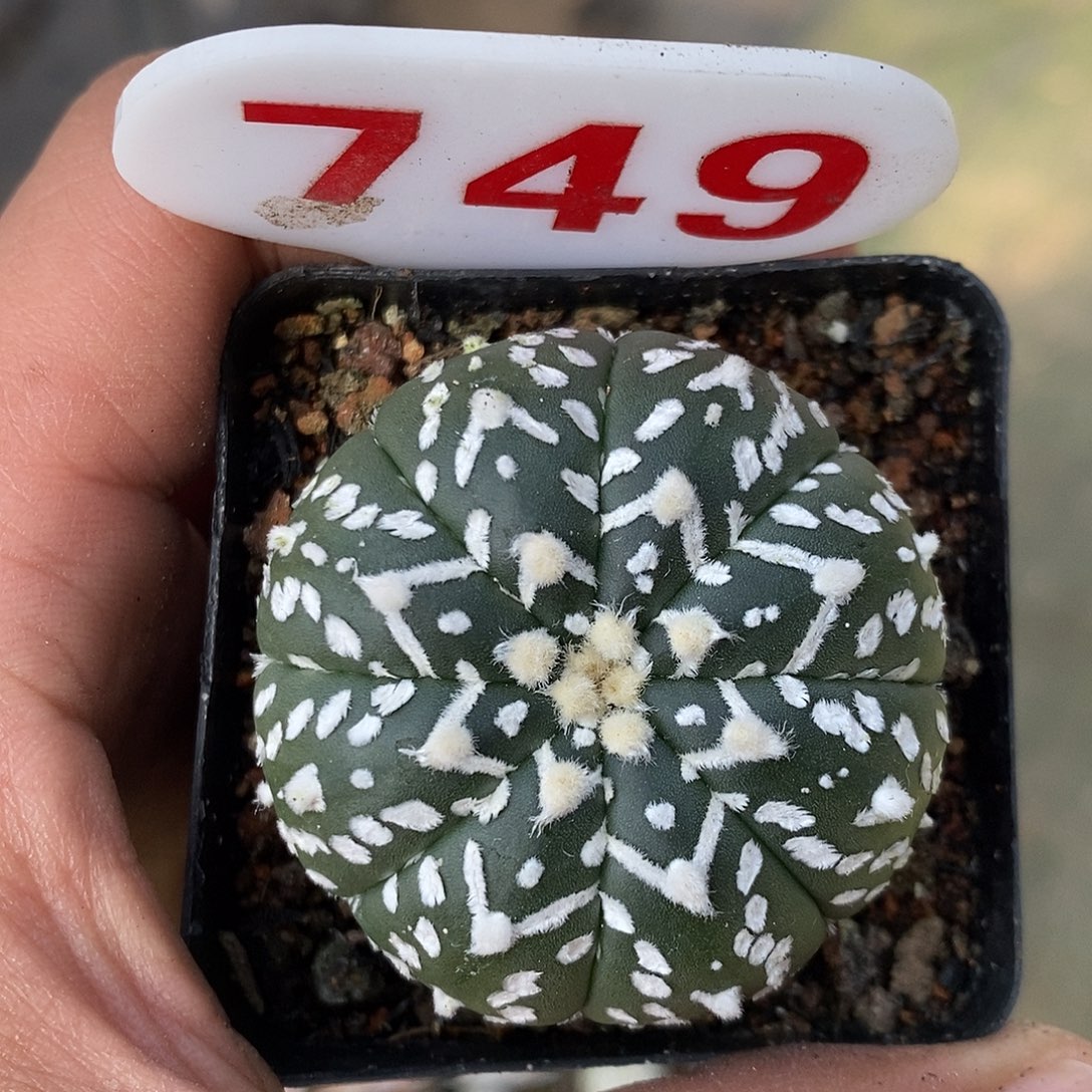 749福利特价咯打一个