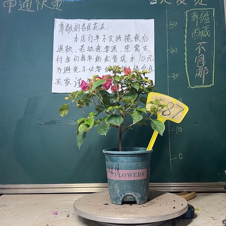 当前无花栽培后可以开花红九月 587