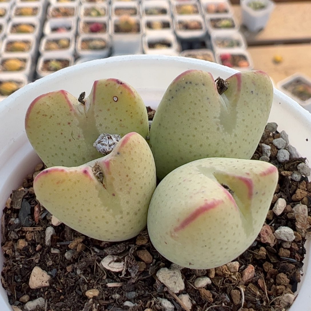 782多肉植物百科