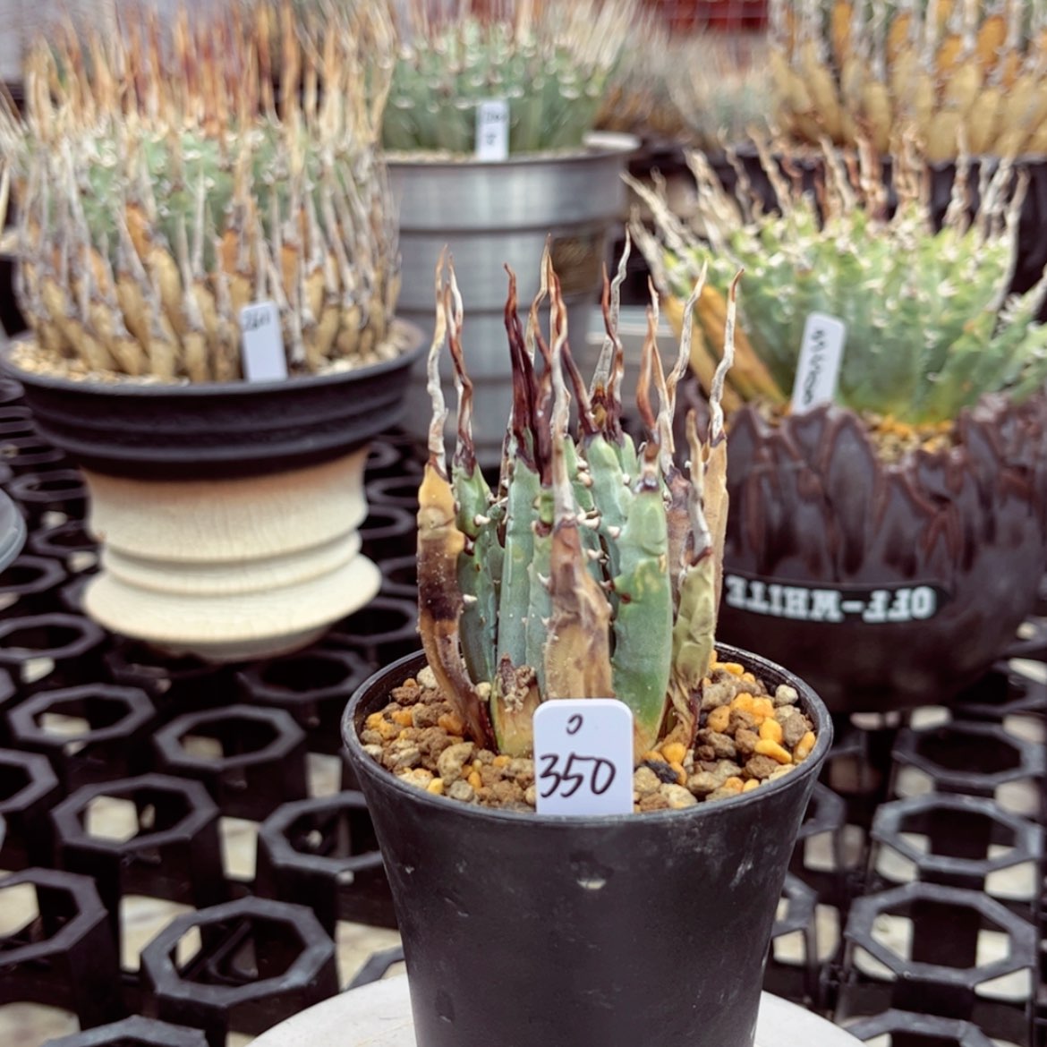 【闪购商品】熟桩/5公分