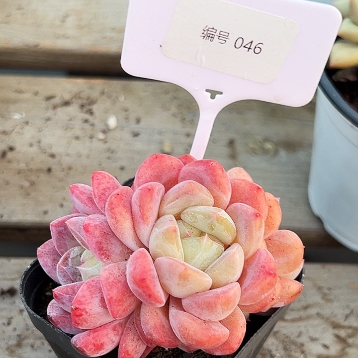 糖心        046号  